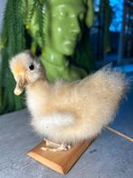 Opgezet Eendje op Houten Plaat, Verzamelen, Dierenverzamelingen, Ophalen of Verzenden, Gebruikt, Opgezet dier