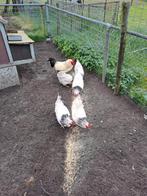 Sussex 5 hennen en een haan, Dieren en Toebehoren, Pluimvee, Meerdere dieren, Kip