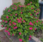 20× Zaden Nachtschone (Mirabilis jalapa) roze Bloemen, Ophalen of Verzenden, Gehele jaar, Halfschaduw, Zaad