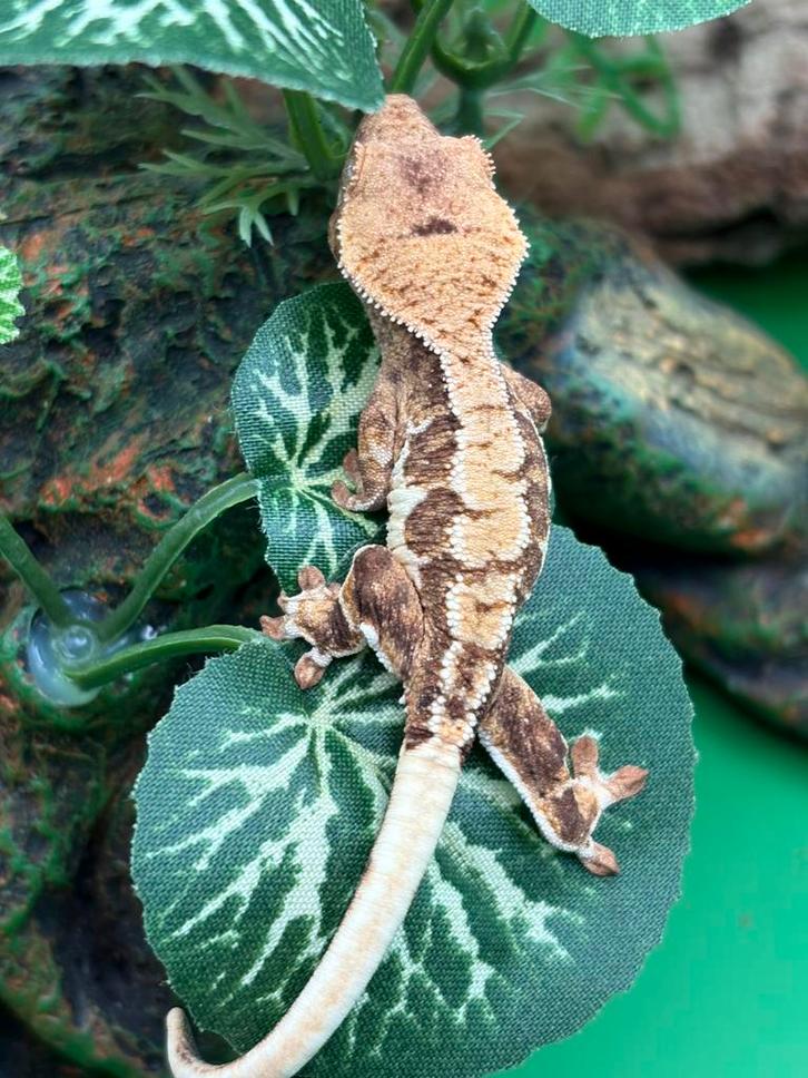 Correlophus Ciliatus baby - Wimpergekko