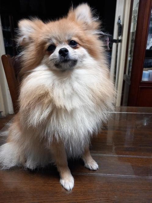 dwerg keesje pomeriaantje, Dieren en Toebehoren, Honden | Poolhonden, Keeshonden en Oertypen, Teef, Keeshond, Particulier, Eén hond