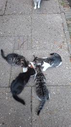 Kittens 8 weken oud mogen met een week weg, Dieren en Toebehoren, Katten en Kittens | Raskatten | Korthaar, Kater, Ontwormd, 0 tot 2 jaar