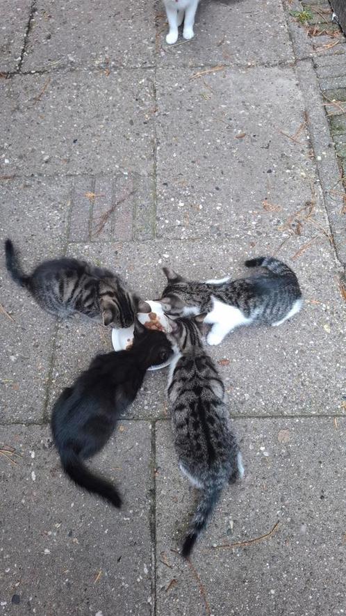 Kittens 8 weken oud mogen met een week weg, Dieren en Toebehoren, Katten en Kittens | Raskatten | Korthaar, Kater, 0 tot 2 jaar