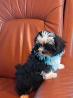 Te koop mooie kleinblijvende boomer pups, Parvo, Overige rassen, 8 tot 15 weken, Meerdere