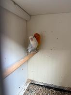 Agaporniden dilut opaline mauve violet x opaline euwin dilut, Dieren en Toebehoren, Meerdere dieren, Parkiet