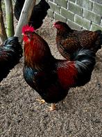 Haan (3 in totaal) - gratis af te halen, Dieren en Toebehoren, Pluimvee, Mannelijk, Kip
