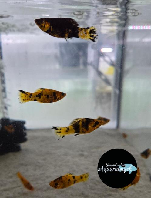 Poecilia sphenops dalmatiër rood molly, Dieren en Toebehoren, Vissen | Aquariumvissen, Zoetwatervis, Vis
