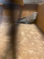 Leuke grasparkieten makkelijke tam, Dieren en Toebehoren, Vogels | Overige Vogels, Meerdere dieren, Tam