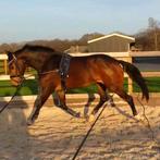 Pensionstalling omgeving Deventer gezocht, Dieren en Toebehoren