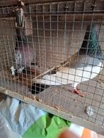 Koppel sierduiven, Dieren en Toebehoren, Vogels | Duiven, Meerdere dieren, Overige soorten