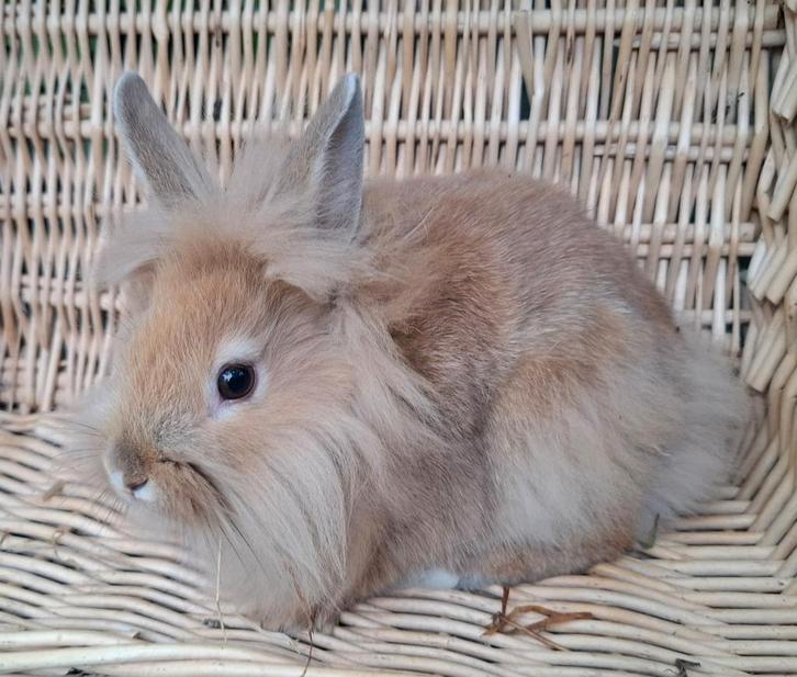 Mooie lieve jonge dwerg konijnen, Dieren en Toebehoren, Konijnen, Dwerg, Meerdere dieren