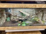 Ball python NK23 Banana Pastel Pied vrouw met of zonder terr, Dieren en Toebehoren, Reptielen en Amfibieën, Slang, Met terrarium