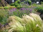 Stipa ponytails, siergras, vaste plant, Ophalen, Volle zon, Vaste plant, Siergrassen
