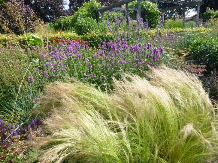 Stipa ponytails, siergras, vaste plant, Tuin en Terras, Planten | Tuinplanten, Vaste plant, Siergrassen, Volle zon, Zomer, Ophalen