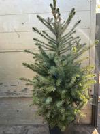 Picea omorika kerstbomen, Tuin en Terras, Planten | Bomen, Bloeit niet, Overige soorten, Minder dan 100 cm, Ophalen