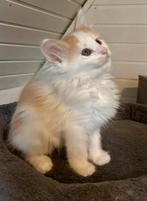 Noorse Boskat kittens, Meerdere dieren, Langharig, 0 tot 2 jaar