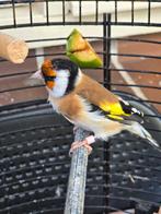 Putters vogels man uit 2024, Dieren en Toebehoren, Vogels | Overige Vogels, Mannelijk, Wildzangvogel