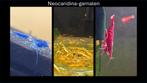 ☑️Diverse hobbykweek Neocaridina-garnalen Verzenden/afhalen, Kreeft, Krab of Garnaal, Zoetwatervis, Schoolvis