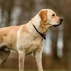 Gezocht: volwassen labrador (mix) teefje, December, Vrouwelijk