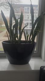 Mooie plant, Ophalen of Verzenden, Halfschaduw, Minder dan 100 cm