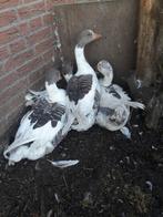 Twentse landganzen 2025, Dieren en Toebehoren, Pluimvee, Mannelijk, Gans of Zwaan