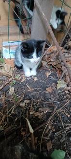 Kitten, Meerdere dieren