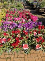 Mooie grote rhododendrons €12,50, Ophalen, Zomer, Volle zon