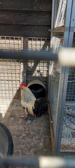 Rustige haan mag verhuizen, Dieren en Toebehoren, Pluimvee, Mannelijk, Kip