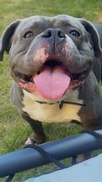 Pocket bully reu, Dieren en Toebehoren, Particulier, Buitenland, Rabiës (hondsdolheid), Eén hond