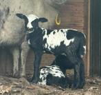 Bonte rui schapen, Dieren en Toebehoren, Schapen, Geiten en Varkens, Schaap