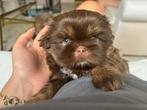 Schitterend nestje raszuivere Shih Tzu pups, Dieren en Toebehoren, Rabiës (hondsdolheid), 8 tot 15 weken, Meerdere, Nederland