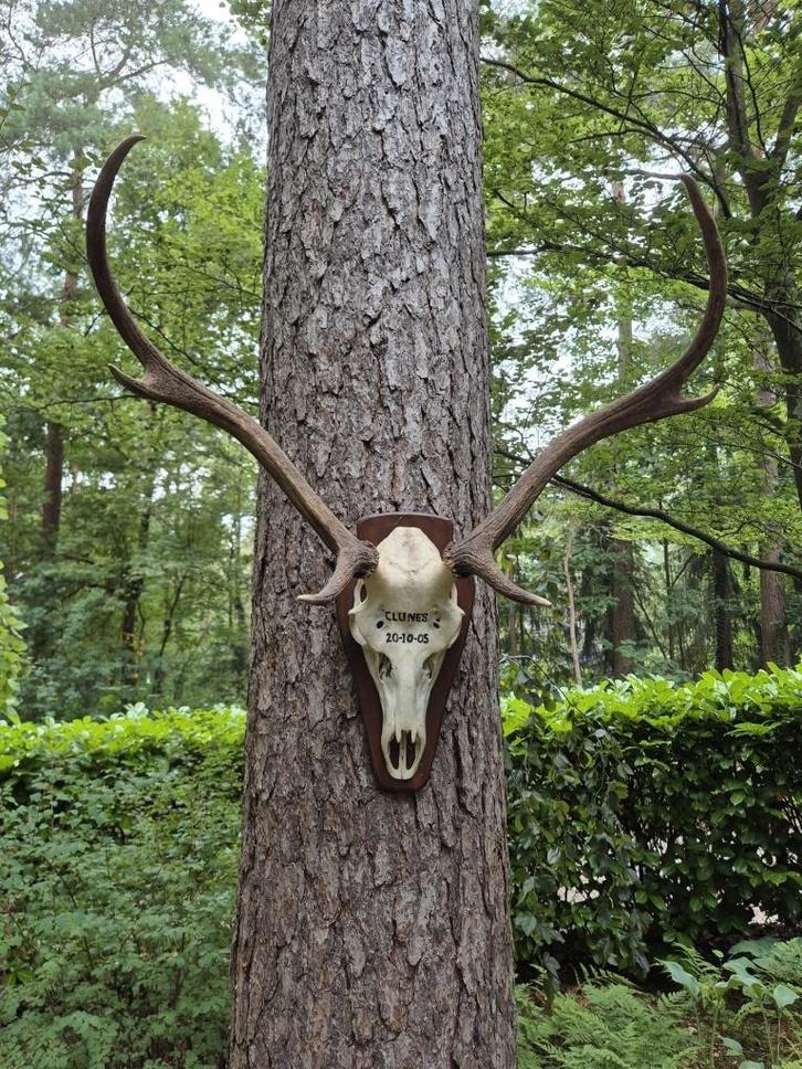 Mooi Hert Gewei Jacht Trofee Mancave Landelijk Jagen c73, Verzamelen, Dierenverzamelingen, Gebruikt, Gewei of Kop, Hert, Ophalen