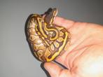 1.0 python regius nk25  Choclate Mojave het.pied, Dieren en Toebehoren, Slang