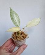 Philodendron florida ghost, Huis en Inrichting, Overige soorten, Minder dan 100 cm, Ophalen of Verzenden, Halfschaduw