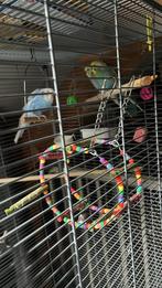 Te koop gevraagd: grasparkieten vanaf 6 mnd oud, man en pop!, Dieren en Toebehoren, Vogels | Parkieten en Papegaaien, Meerdere dieren
