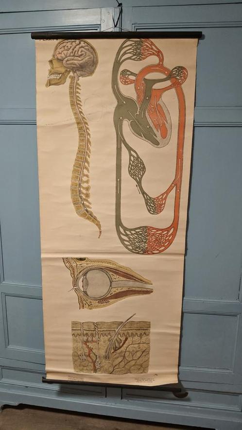 Anatomie poster EHBO, Antiek en Kunst, Antiek | Schoolplaten, Natuur en Biologie, Ophalen