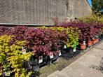 Japanse Esdoorn (s) ! Acer groot assortiment, Halfschaduw, Overige soorten, Lente, 100 tot 250 cm