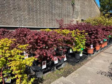 Japanse Esdoorn (s) ! Acer groot assortiment  beschikbaar voor biedingen