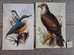 OPRUIMING    VOGELS A 16, Verzamelen, Ansichtkaarten | Dieren, Ophalen, 1980 tot heden, Vogel