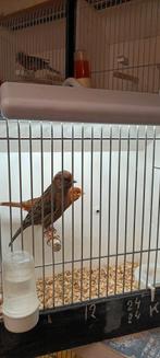 Koppel kanarie, Dieren en Toebehoren, Vogels | Kanaries, Meerdere dieren, Kleurkanarie