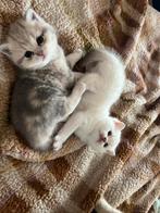 Prachtige raszuivere britse korthaar kittens, Dieren en Toebehoren, Katten en Kittens | Raskatten | Korthaar, Meerdere dieren