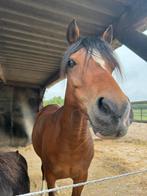 5 jarige lieve welsh pony, Dieren en Toebehoren, Pony's, Merrie, Gechipt, 3 tot 6 jaar, C pony (1.27m tot 1.37m)