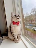 British shorthair, Poes, 0 tot 2 jaar