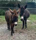 Ezel met hengstveulen, Dieren en Toebehoren, Maart, Mannelijk