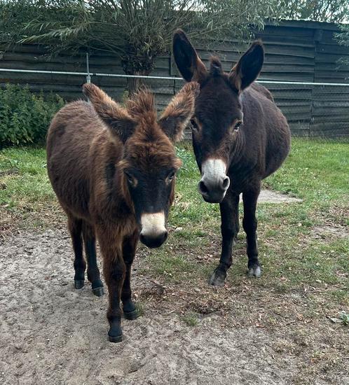 Hengst ezel Baco ‼️, Dieren en Toebehoren, Overige Dieren, Mannelijk, Maart