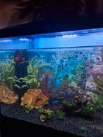 Gratis guppies af te halen, Vis, Zoetwatervis