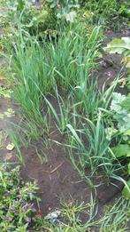 Herfst prei te koop, Tuin en Terras, Planten | Tuinplanten, Ophalen, Bloeit niet, Groenteplanten, Halfschaduw