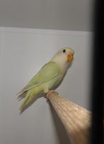 2 Agapornis om zelf tam te maken., Meerdere dieren, Dwergpapegaai of Agapornis, Geringd