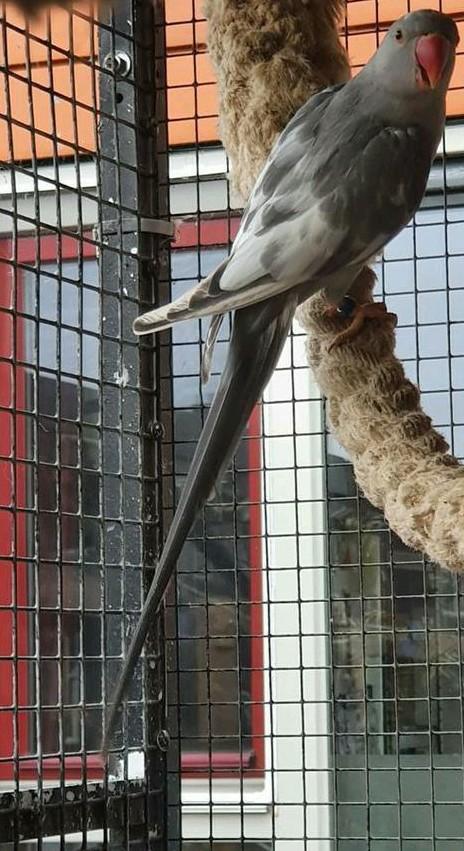 5 halsbandparkieten, Dieren en Toebehoren, Vogels | Parkieten en Papegaaien, Parkiet, Meerdere dieren, Geringd