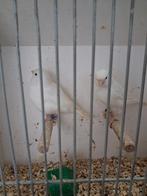 Recessief wit kanarie koppels, Meerdere dieren, Kleurkanarie